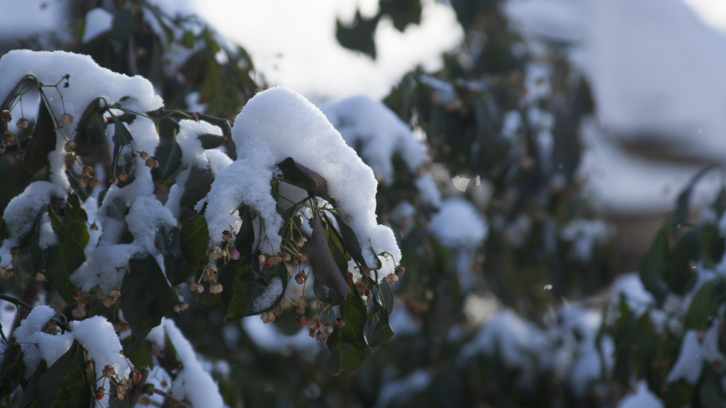 snow_on_leaves