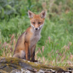 Photo "Little red fox" belongs to Giuseppe Calsamiglia (https://flic.kr/p/eyQH2d). Photo used under Creative Commons (CC BY-ND 2.0).