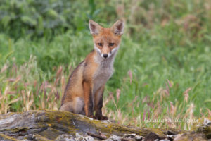 Photo "Little red fox" belongs to Giuseppe Calsamiglia (https://flic.kr/p/eyQH2d). Photo used under Creative Commons (CC BY-ND 2.0).